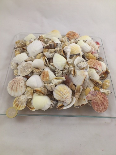 Shells mix medium 3-5 cm 1 kg.